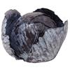 Red Cabbage