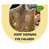 Sheep Shearing - Children - Sat 16 Jul