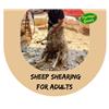 Sheep Shearing - Adults - Sat 16 Jul