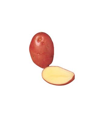 Desiree Potatoes