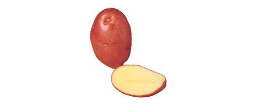 Desiree Potatoes